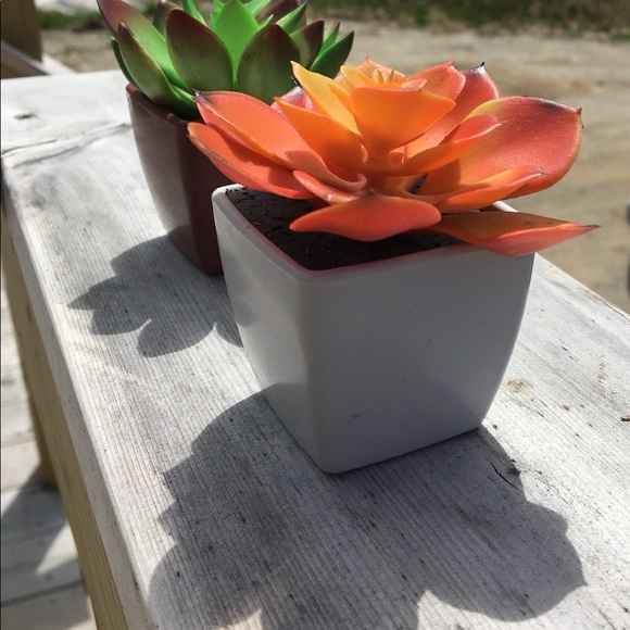 Decorative Potted Succulents - Picture 6 of 6